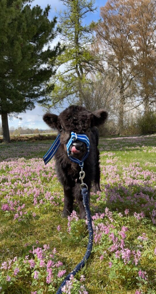 Kalv i blomsterneng